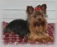 s%26lpuppies007049.jpg