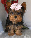 s%26lpuppies007050.jpg