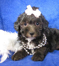 s%26lpuppies007054.jpg