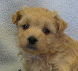 s%26lpuppies007056.jpg