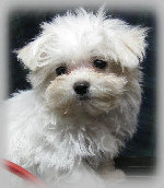 s%26lpuppies007058.jpg