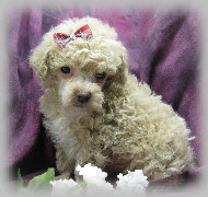 s%26lpuppies007060.jpg