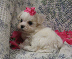 s%26lpuppies007061.jpg