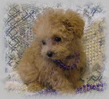 s%26lpuppies008002.jpg