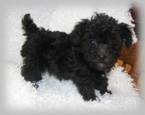 s%26lpuppies008004.jpg