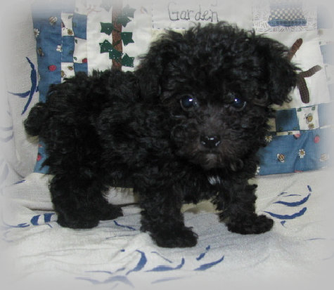 s%26lpuppies008005.jpg