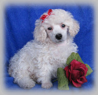 s%26lpuppies008006.jpg