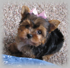 s%26lpuppies009001.jpg