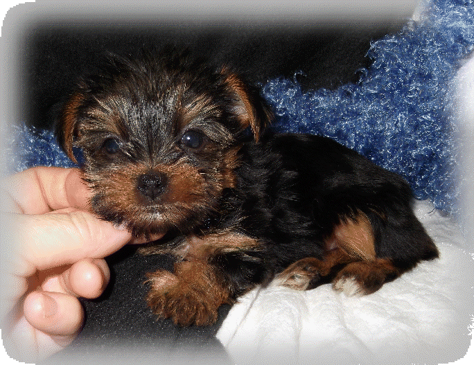 s%26lpuppies009002.gif