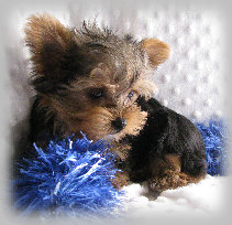 s%26lpuppies009002.jpg