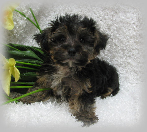 s%26lpuppies009003.jpg