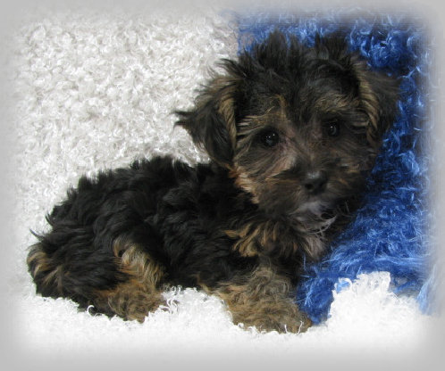 s%26lpuppies009004.jpg