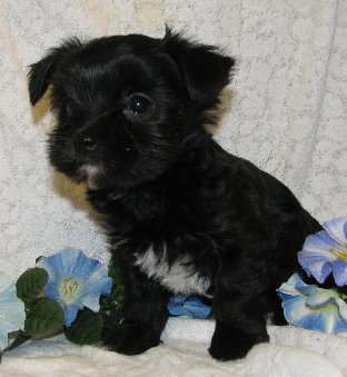s%26lpuppies009005.jpg
