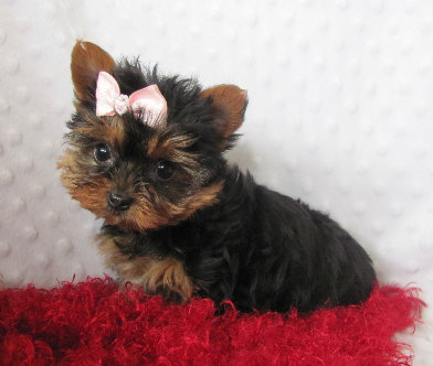 s%26lpuppies009006.jpg