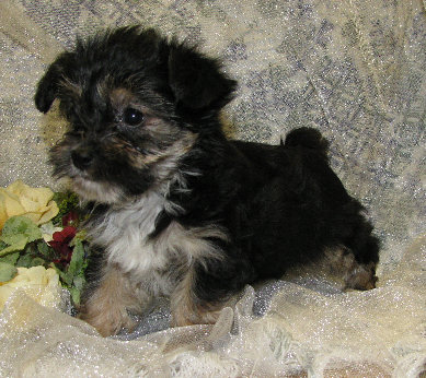 s%26lpuppies009007.jpg