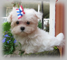 s%26lpuppies010001.jpg