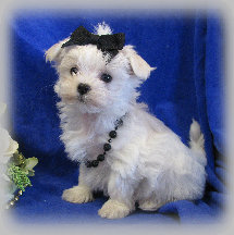 s%26lpuppies010002.jpg