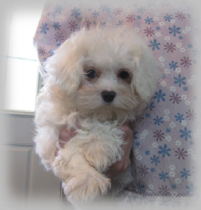 s%26lpuppies010003.jpg