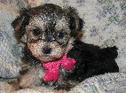 s%26lpuppies014010.jpg