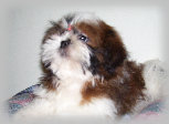 s%26lpuppies0140100.jpg