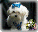 s%26lpuppies014014.gif