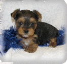 s%26lpuppies014032.gif