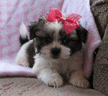 s%26lpuppies014043.jpg