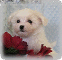 s%26lpuppies014048.gif