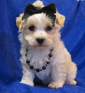 s%26lpuppies014052.jpg