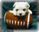 s%26lpuppies014057.gif