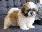 s%26lpuppies014058.jpg