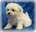 s%26lpuppies014059.gif