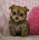 s%26lpuppies014066.jpg