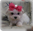 s%26lpuppies014067.gif
