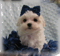 s%26lpuppies014068.gif