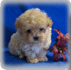 s%26lpuppies014072.gif