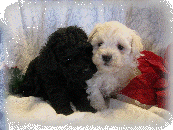 s%26lpuppies014073.gif