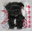 s%26lpuppies014074.jpg