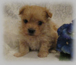 s%26lpuppies014076.jpg