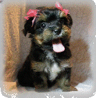 s%26lpuppies014082.gif