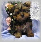 s%26lpuppies014083.jpg