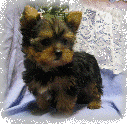 s%26lpuppies014084.gif