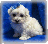 s%26lpuppies014085.gif