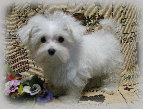 s%26lpuppies014086.jpg