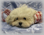 s%26lpuppies014087.jpg