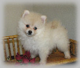 s%26lpuppies014088.jpg