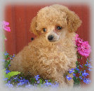 s%26lpuppies014090.jpg