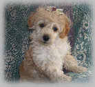s%26lpuppies014091.jpg