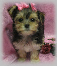 s%26lpuppies014093.jpg