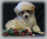 s%26lpuppies014095.jpg